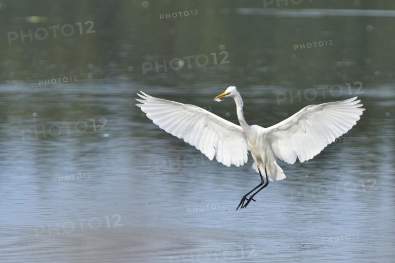 Great egret, Casmerodius albus, Great white egret in Upper Lusatia