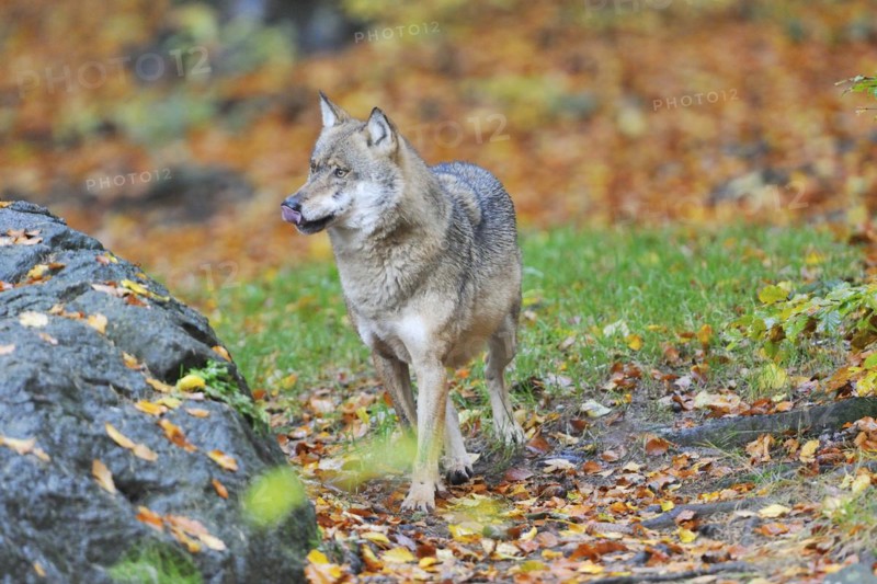 Canis lupus