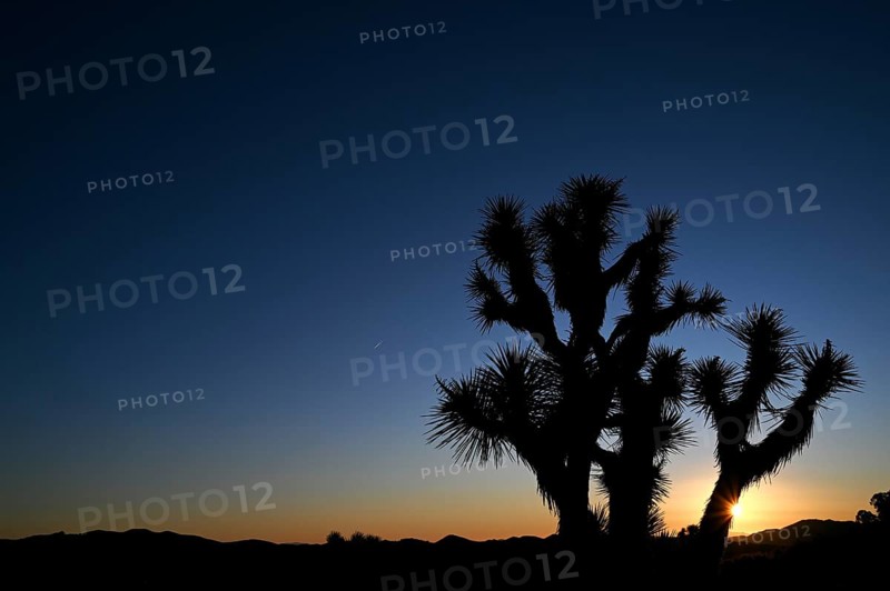 Sunrise in Joshua Tree National Park, California, USA, North America