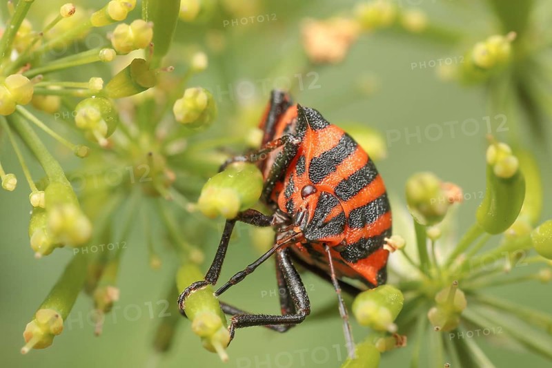 Striped bug sucks on an umbellifer, Striped bug sucks on a umbellifer