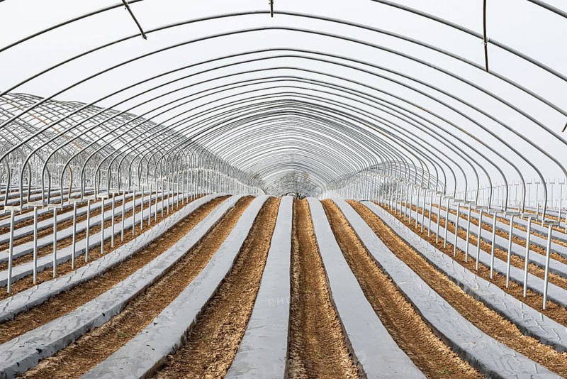 Frame of a greenhouse and fields with growing vegetables at the Flemish countryside around Tongeren, Belgium, Europe