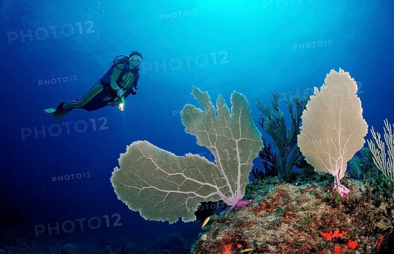Coral reef and divers, Punta Cana, Caribbean Sea, Dominican Republic, Central America