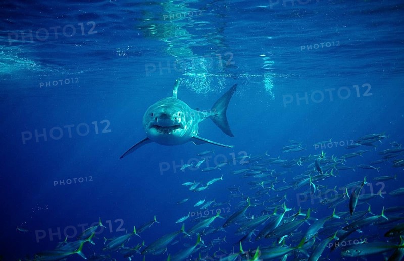 Great white shark, Carcharodon carcharias, South Africa, Dyer Island, Gansbaai, Atlantic Ocean, Africa