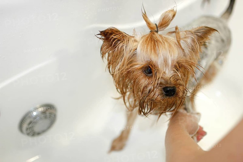 Wet small dog being held while getting a bath in a white tub