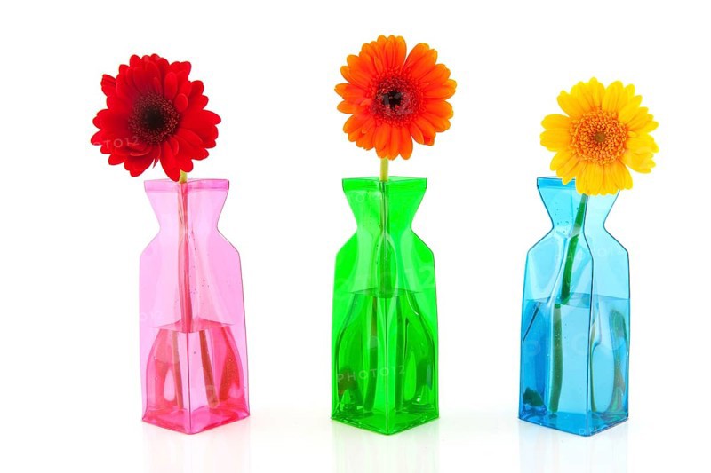 Colorful Gerber in modern glass vases isolated over white