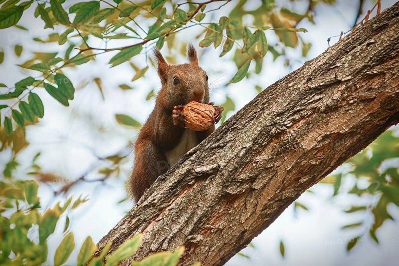 Squirrel Sitting on a Tree and Eats a Walnut Varna, Bulgaria, Europe