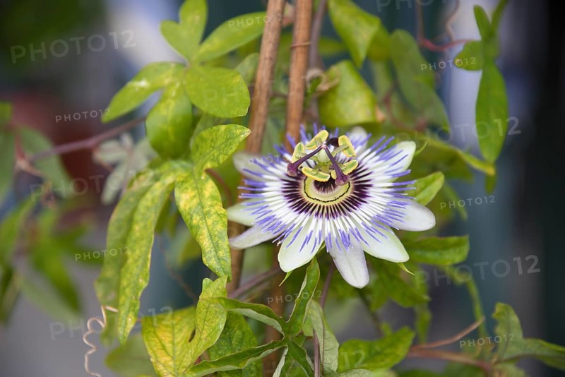 Vigorously flowering passion flower - stamens and ovary of the medicinal plant