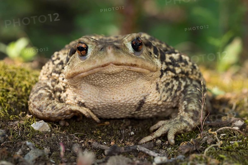 A Mediterranean, common toad in frontal view