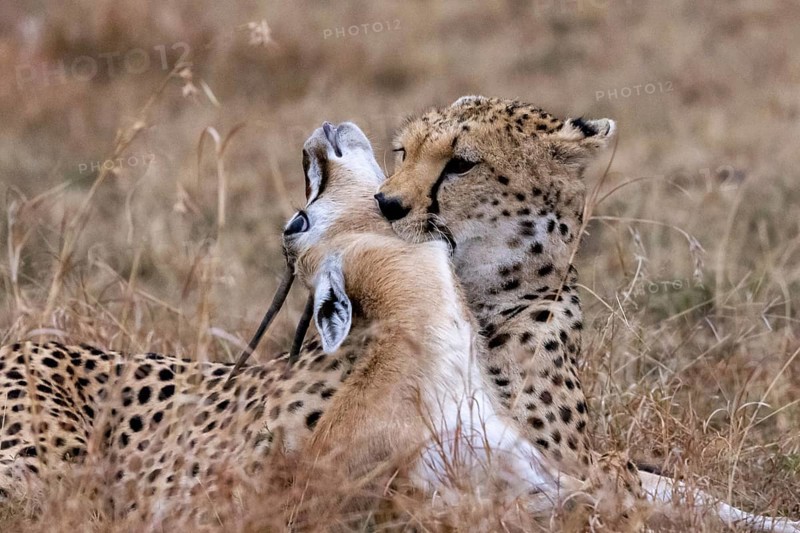 A cheetah kills a gazelle by biting its neck