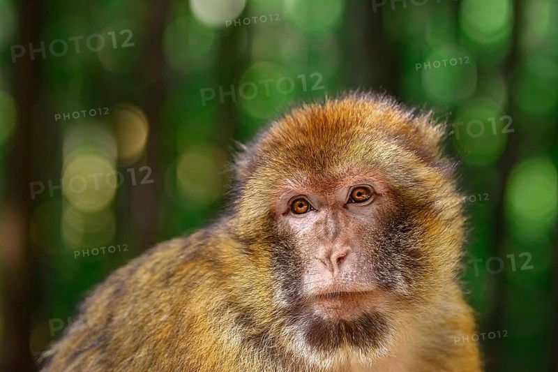 Closeup Portrait of Barbary Macaque (Macaca Sylvanus) Salem, Germany, Europe