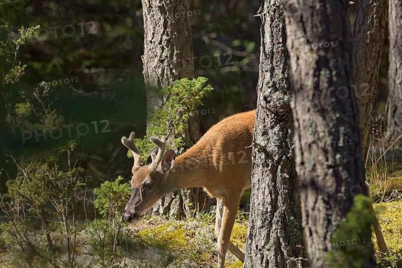 White-tailed deer (Odocoileus virginianus) in forest in summer, Jussarö, Raasepori, Finland, Europe