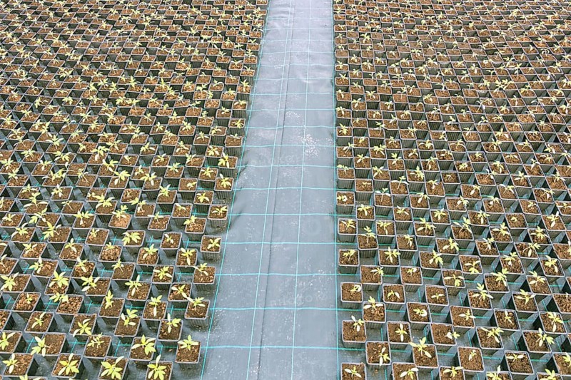 Baby plants growing inside of pots greenhouse nursery