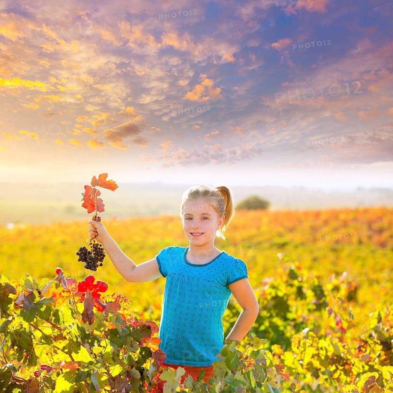 Blond Kid girl in happy autumn vineyard field holding red leaf grapes bunch in hand