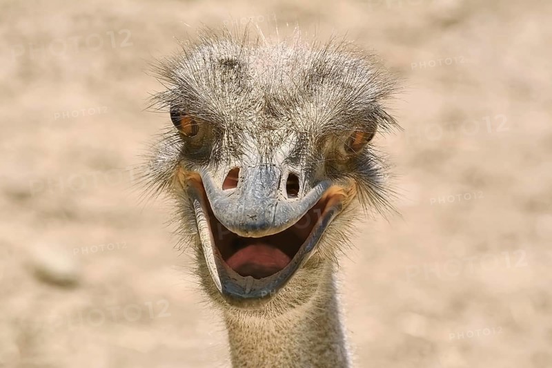 Close-up portrait of an ostrich Prosenik, Bulgaria, Europe