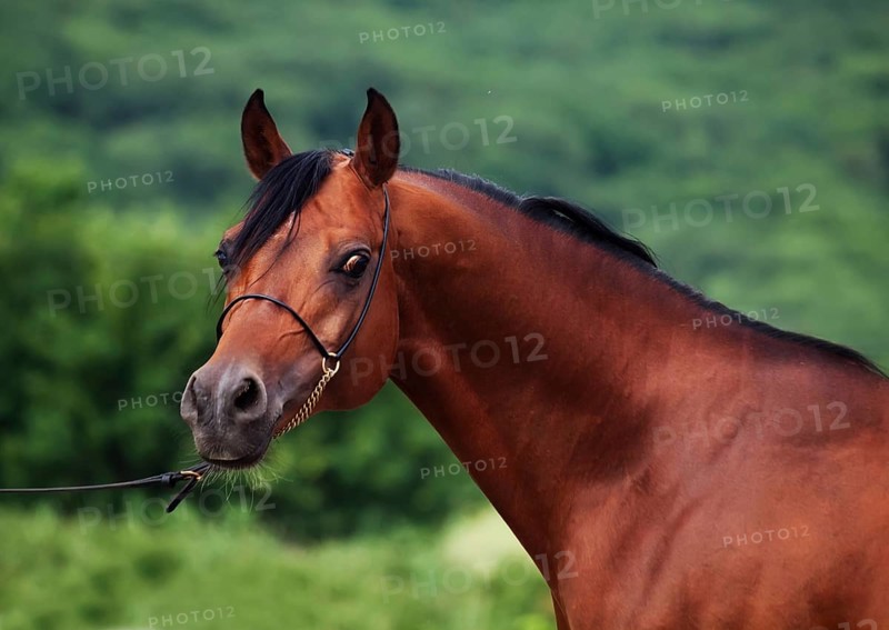 Portrait of bay arabian stallion at mountain background