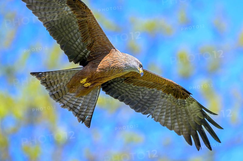 A majestic black kite (Milvus migrans) flying against a blurred, colourful background, Kellerwald National Park, Edertal, Hesse, Germany, Europe