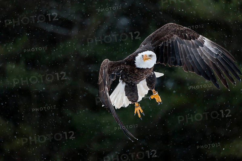 A North American bald eagle (Haliaeetus leucocephalus) at a bird of prey nature reserve