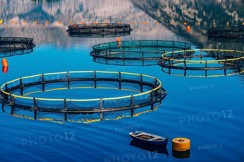 Fish farm in Montenegro. The farm for breeding and fish farming in the Bay of Kotor