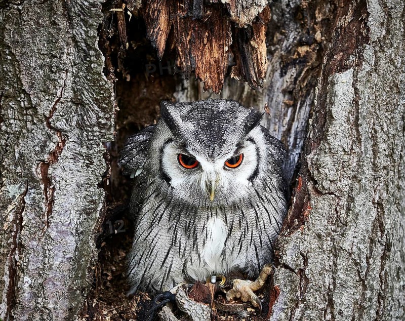 A Transforming Owl lives on small mammals and rodents