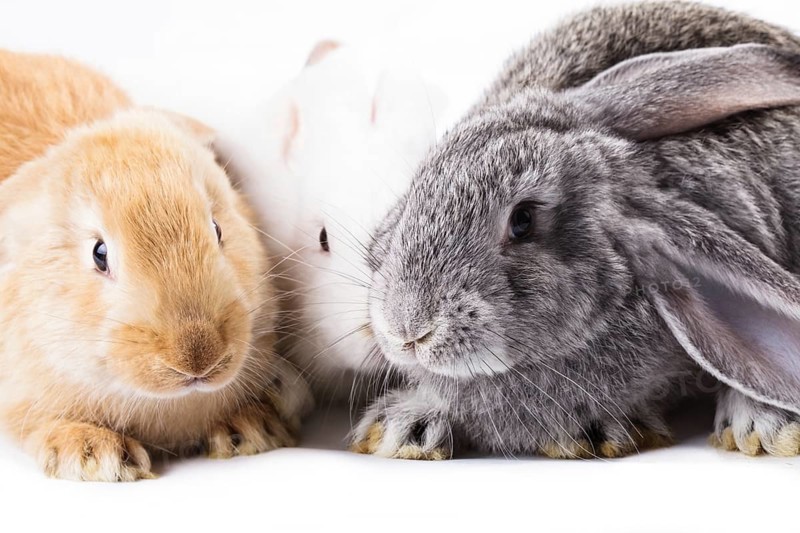 Three young rabbits on white, close up