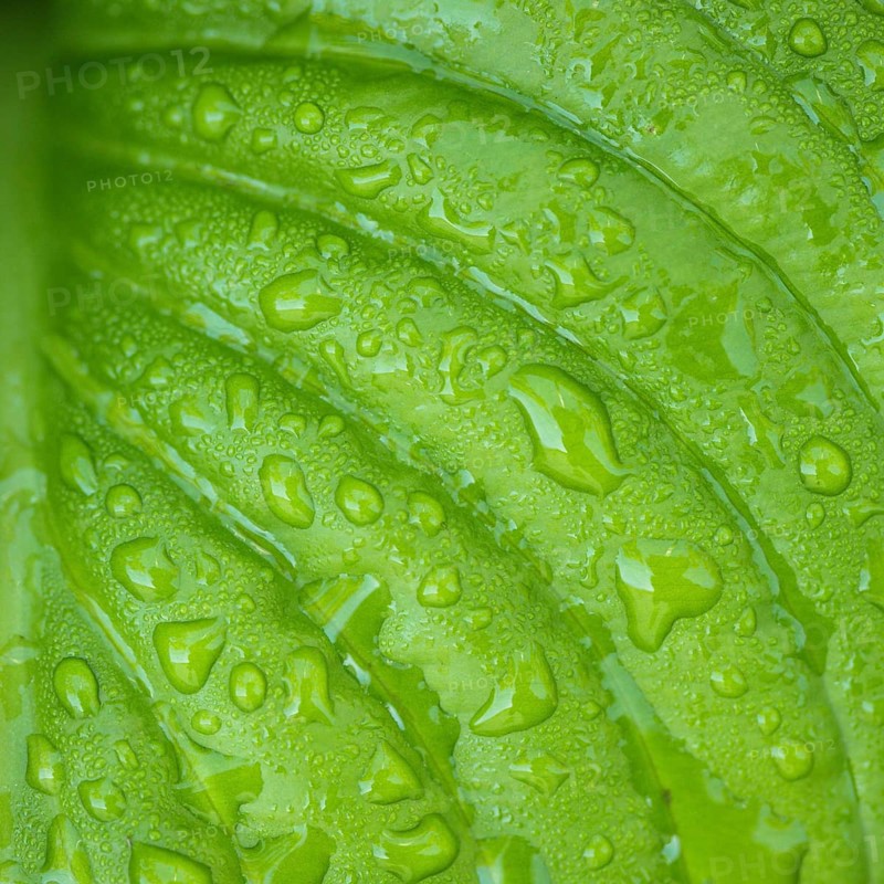 Hosta leaves as a figure green pattern with raindrops