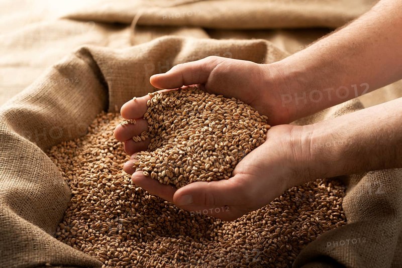 Caucasian male showing wheat grains in his hands over burlap sack, food photography, food photography