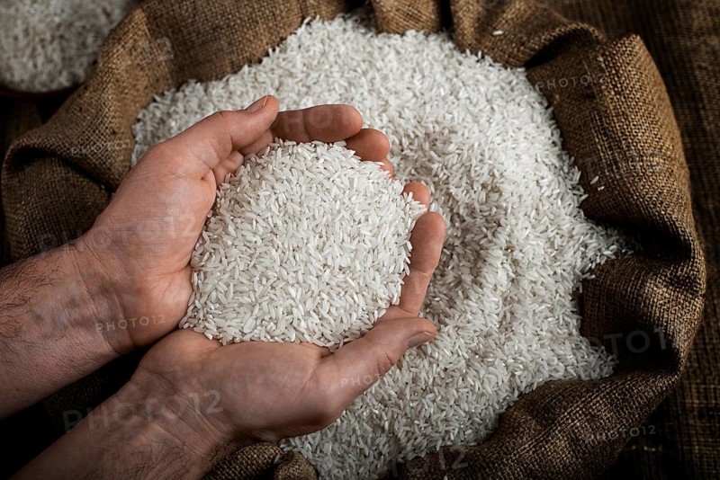 Human hands holding handful of rice over burlap sack