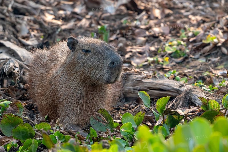 Capybara or capybara (Hydrochoerus hydrochaeris), Pantanal, inland, wetland, UNESCO Biosphere Reserve, World Heritage Site, wetland biotope, Mato Grosso, Brazil, South America