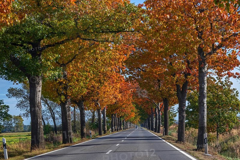 Avenue