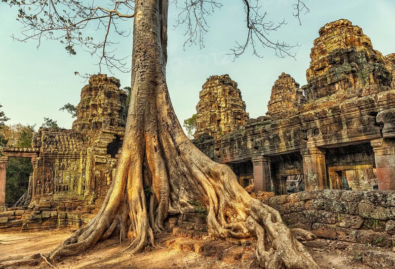 Roots of giant tree covering the ruin of Ta Prohm temple in Angkor Wat, Siem Reap, Cambodia, Asia