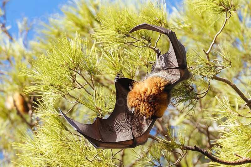 Flying Fox colony in trees in the city of Adelaide in South Australia, Australia, Oceania