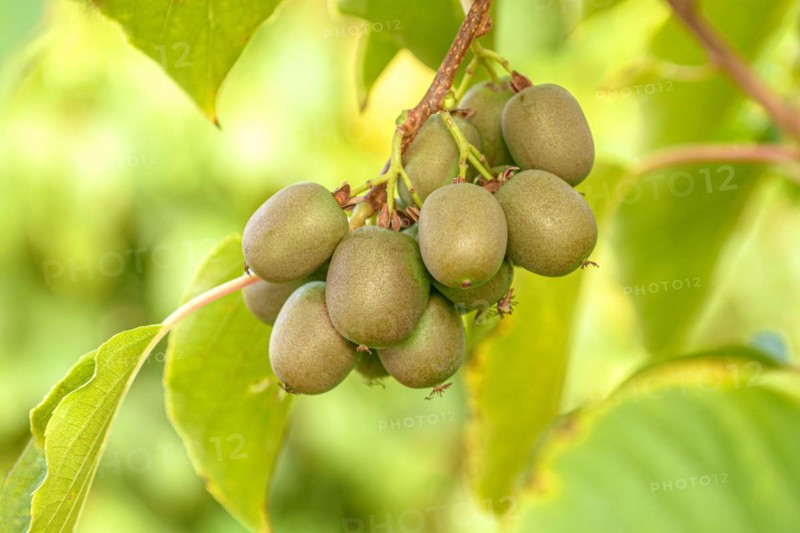 KiwiBerry (Actinidia 'Victoria'), Bavarian State Institute for Viticulture and Horticulture, Germany, Europe