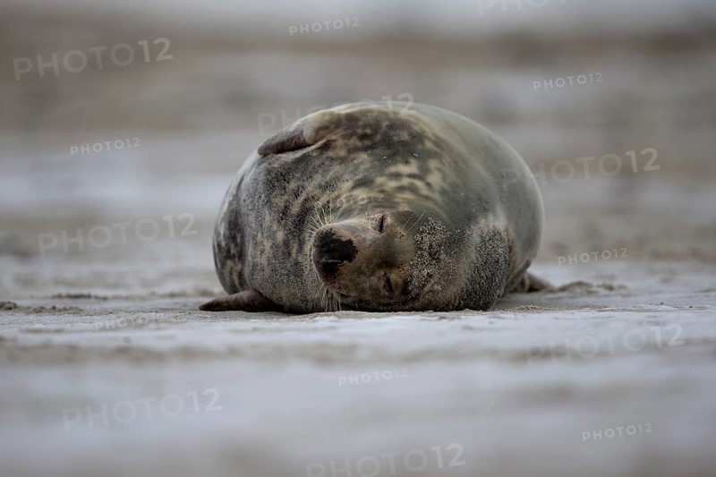 Sleeping female grey seal on the beach of the Helgoland dune