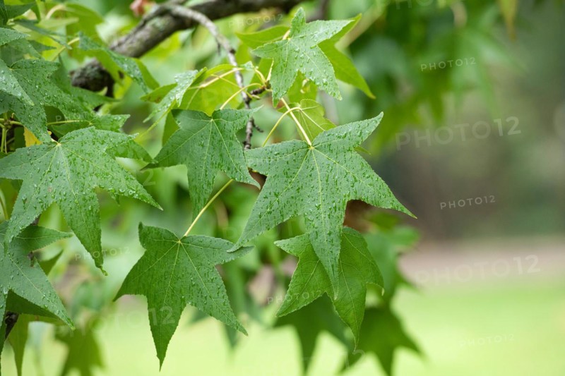 American sweetgum (Liquidambar styraciflua), Cambridge Botanical Garden, Germany, Europe