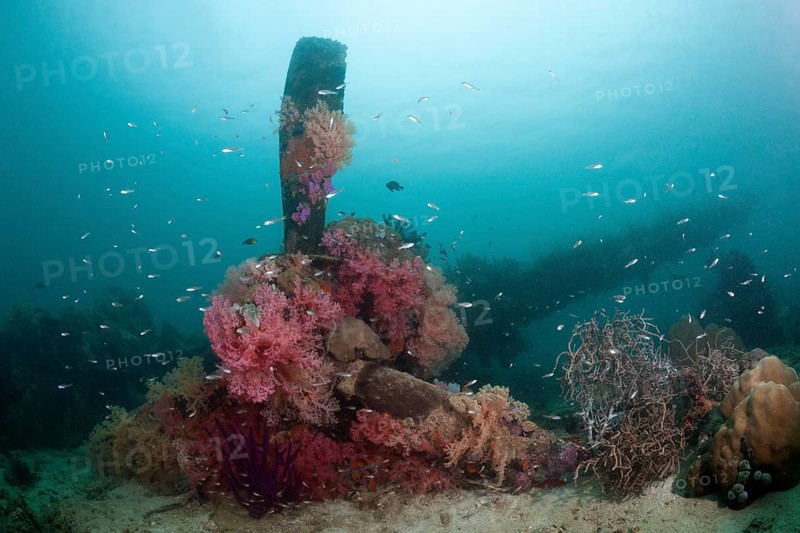 Lockheed P-38 Lightning Fighter aircraft wreckage, Marovo Lagoon, Solomon Islands, Oceania