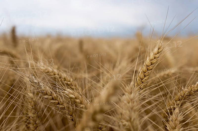 Summer wheat field and Storm clouds