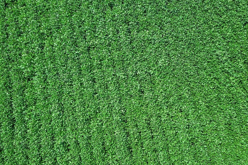 Green ripening soybean field. Rows of green soybeans Aerial
