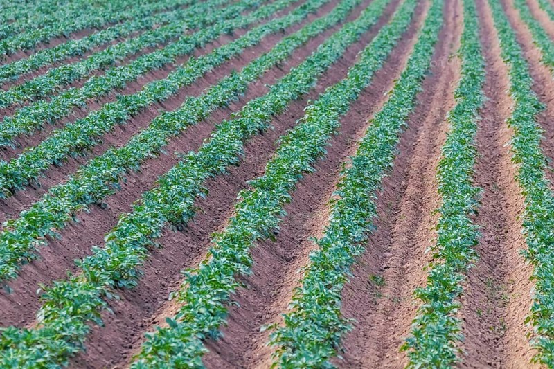 Potato Crops In a Row, Green Field, Potato Field