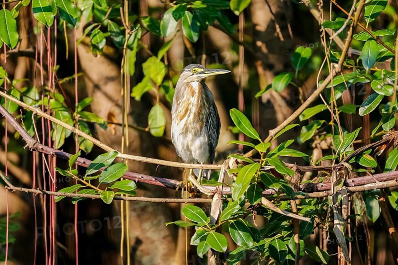 Close-up of a Striated Heron perching in a tree in sunlight, Pantanal Wetlands