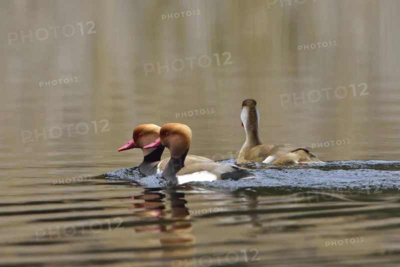 Red-crested pochard on a lake. Redcrested pochard during courtship
