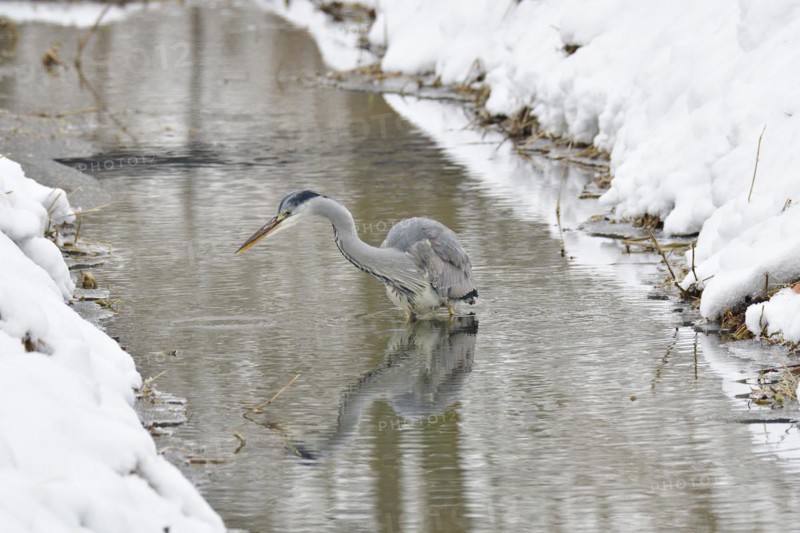 Grey heron in the snow looking for food. Graureiher im Winter