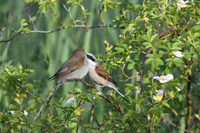 Red-backed shrike couple during mating. Red backed shrike mating time