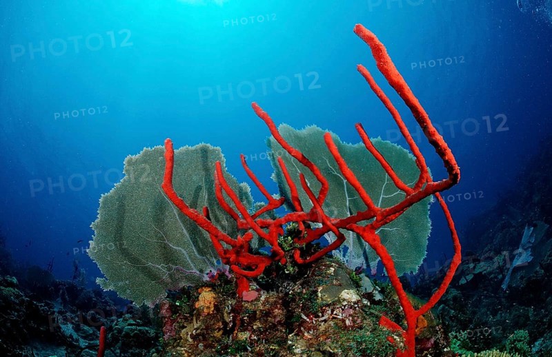 Caribbean coral reef, Punta Cana, Caribbean Sea, Dominican Republic, Central America