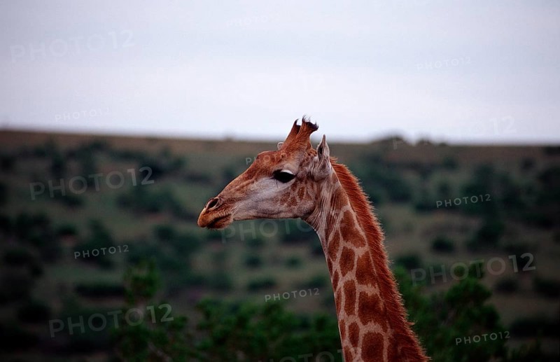 Giraffe, Giraffa camelopardalis, South Africa, Schotia Game Park, Africa