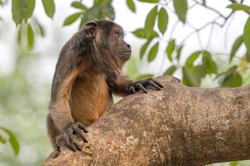 Black howler (Alouatta), juvenile, Pantanal, inland, wetland, UNESCO Biosphere Reserve, World Heritage Site, wetland biotope, Mato Grosso, Brazil, South America