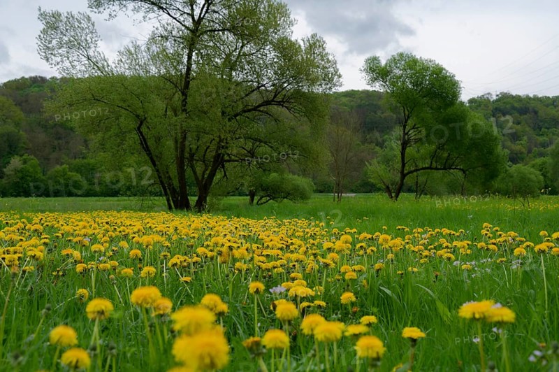 Flower meadow in spring, nature reserve, Reiherhalde, Vogelhalde, dandelion, Ohrnberg, Sindringen, Kochertal, Kocher, Hohenlohe, Germany, Europe