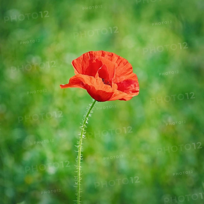 Red Poppy Flower against the Green Background Varna, Bulgaria, Europe