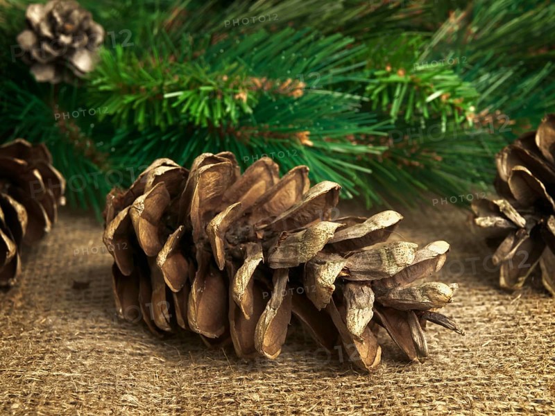 Some fir-cones at sackcloth over green fir branches