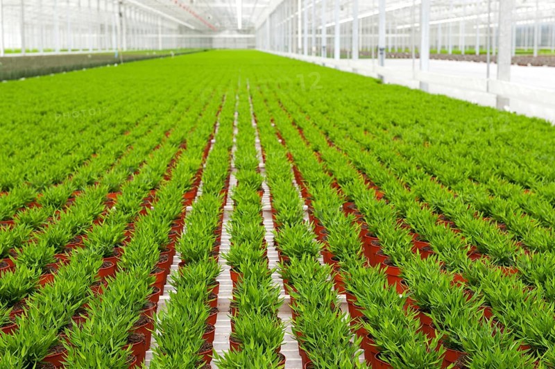 Interior of a greenhouse with many Bamboo plants