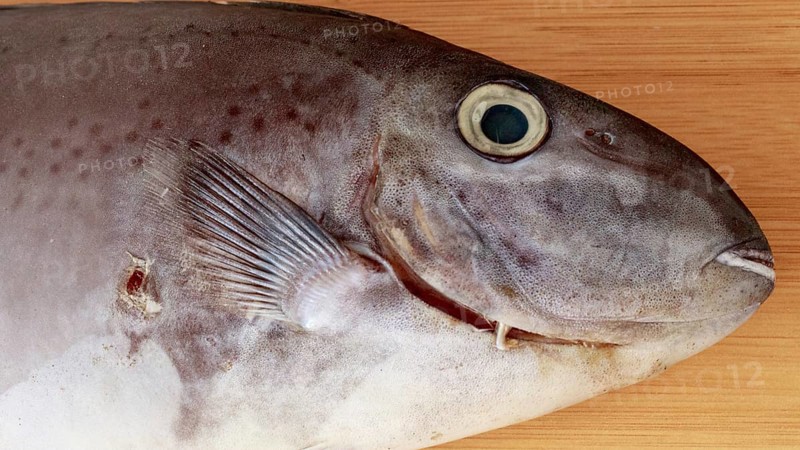 Close-up of the head of Horseface unicorfish or naso fageni fish on a wooden surface showing its eye and fin